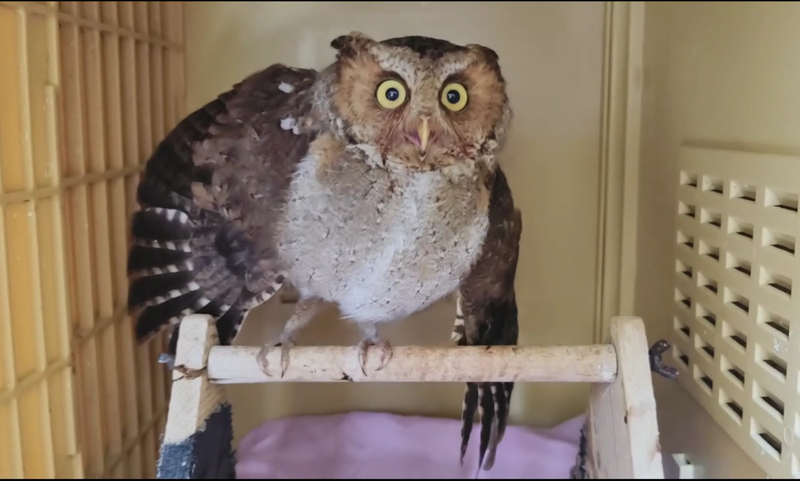 基隆山區清鳥網　黃嘴角鴞倖存