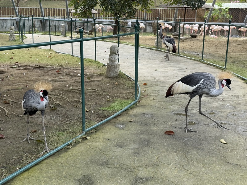 九九峰動物樂園　鳥類、可愛動物為主題