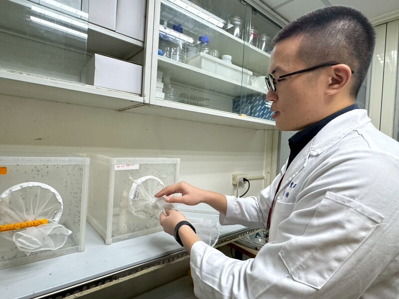 疾管署病媒實驗室養蚊　層層防護阻逃脫