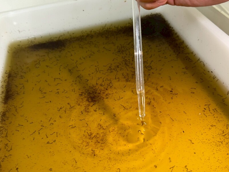 飼養病媒蚊助研究　疾管署團隊滴管移幼蟲