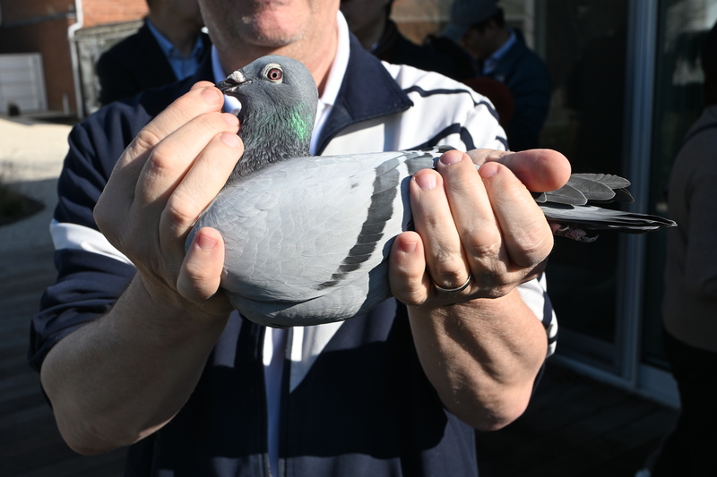 比利時名鴿　拍賣創160萬歐元天價