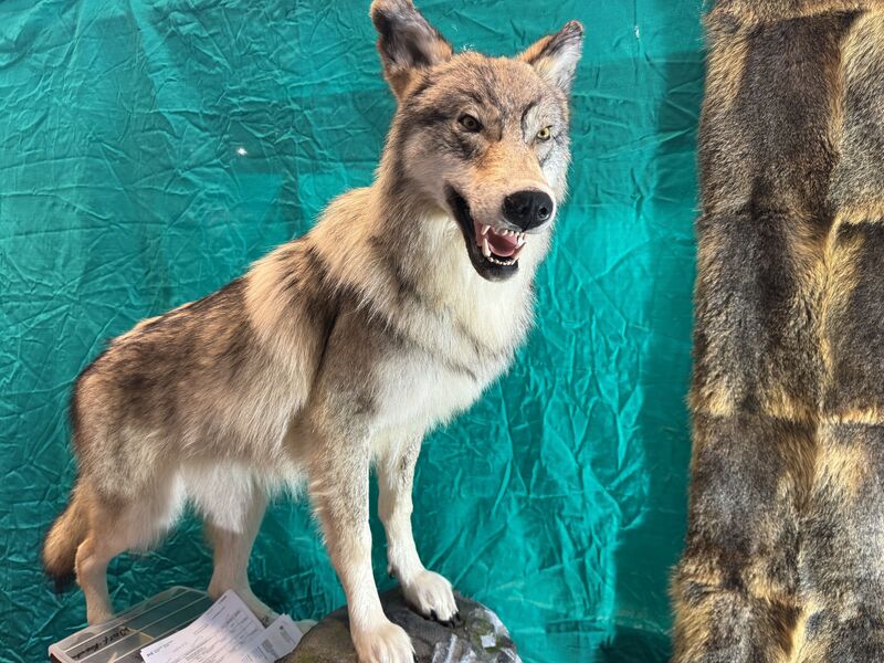 狩獵展中獵戶所展出的標本狼