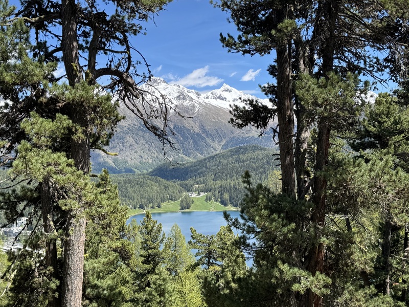 瑞士阿爾卑斯山的山林