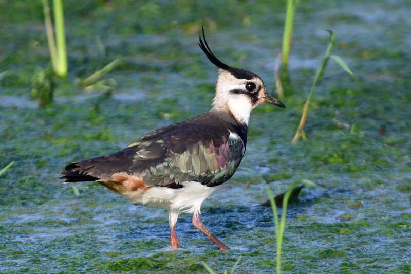 桃園冬季埤塘鳥類普查　首次發現小辮鴴