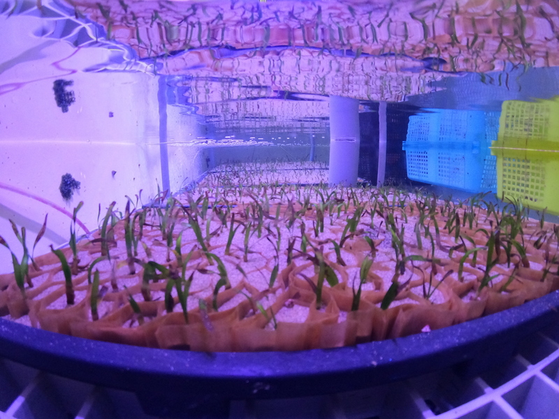 海草復育  水試所培育泰來草種苗