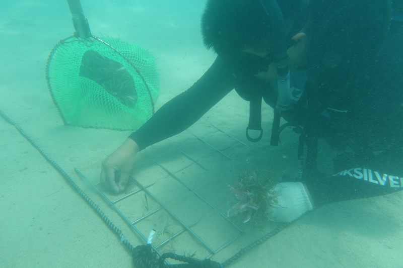 海草復育  盼種回消失海底綠洲