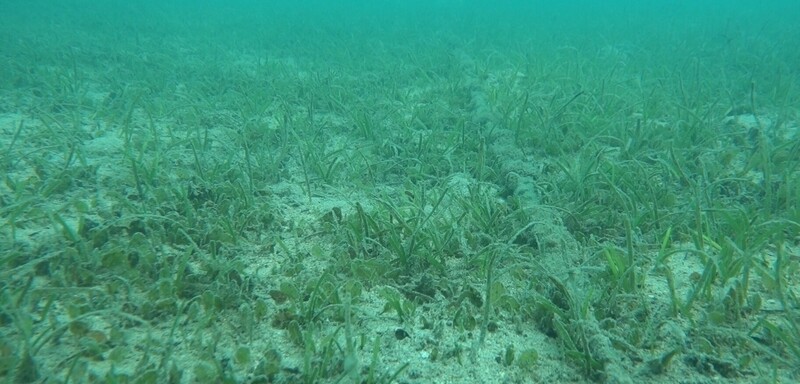 海草復育  澎湖通梁成功繁衍