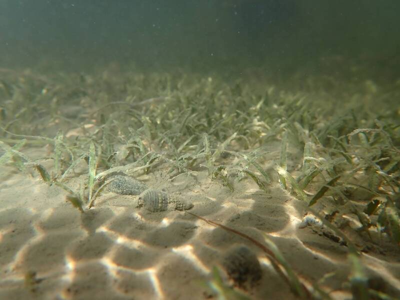 海草復育　貝克氏鹽草種苗