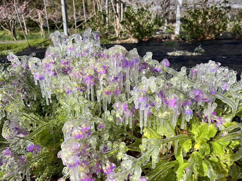 武陵農場零下低溫　植物嫩芽被冰晶包覆