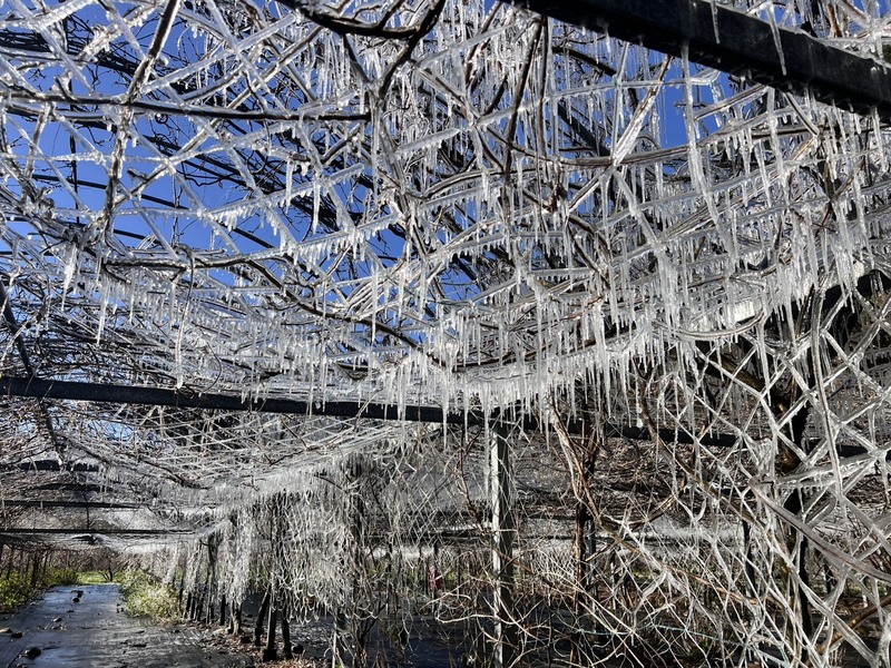 武陵農場零下低溫　藤花園變成水晶宮殿